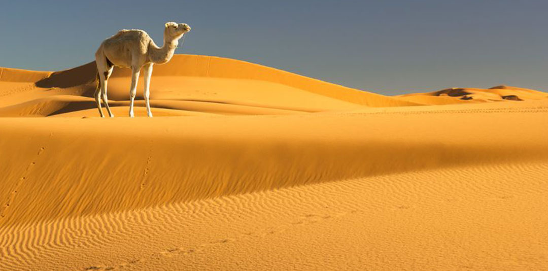 Animali e piante da record nei deserti del mondo